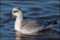 Grey Phalarope (Phalaropus fulicarius)