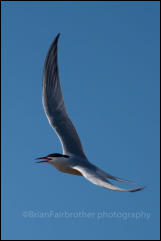 Common Tern (Sterna hirundo)