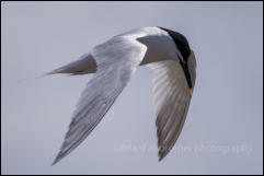 Sandwich Tern (Sterna sandvicensis)