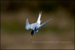 Little Tern (Sternula albifrons)