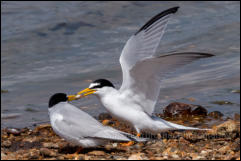 Little Terns (Sternula albifrons) in a courtship ritual.