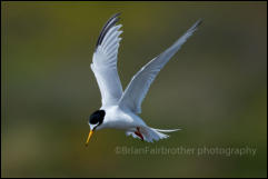 Little Tern (Sternula albifrons)