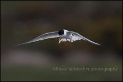 Little Tern (Sternula albifrons)