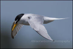 Little Tern (Sternula albifrons)