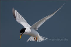 Little Tern (Sternula albifrons)