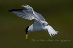 Little Tern (Sternula albifrons)