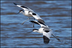 A pair of Avocets (Recurvirostra avosetta)