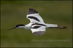 Avocet (Recurvirostra avosetta)