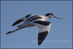 Avocet (Recurvirostra avosetta)