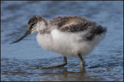 An Avocet chick (Recurvirostra avosetta)