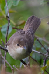 Reed Warbler (Acrocephalus scirpaceus)