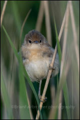 Reed Warbler (Acrocephalus scirpaceus)