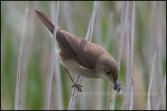 Reed Warbler (Acrocephalus scirpaceus)