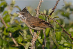 Whitethroat (Sylvia communis)