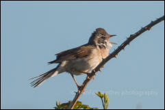 Whitethroat (Sylvia communis)