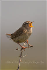 Wren (Troglodytes troglodytes)