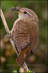 Wren (Troglodytes troglodytes)