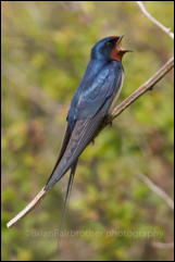 Barn Swallow (Hirundo rustica)