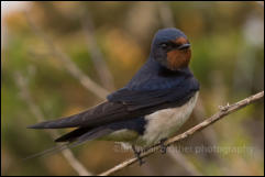 Barn Swallow (Hirundo rustica)