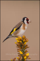 Goldfinch (Carduelis carduelis)