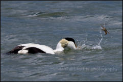 EIder Duck (Somateria mollissima)