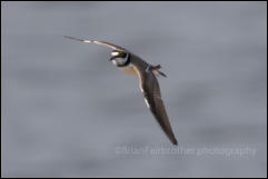 Little Ringed Plover (Charadrius dubius)