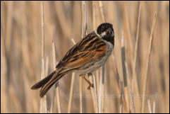 Reed Bunting (Emberiza schoeniclus)