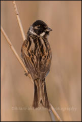 Reed Bunting (Emberiza schoeniclus)