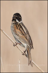 Reed Bunting (Emberiza schoeniclus)