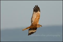 Marsh Harrier (Emberiza schoeniclus)