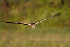 Marsh Harrier (Emberiza schoeniclus)