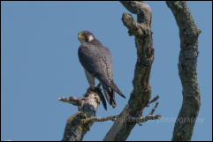 Peregrine Falcon (Falco peregrinus)