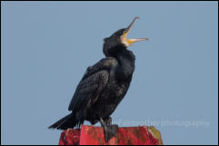 Cormorant (Phalacrocorax carbo)