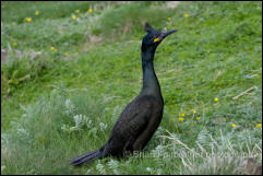 Shag (Phalacrocorax aristotelis)