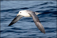  Northern Fulmar (Fulmarus glacialis)