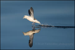 Northern Fulmar (Fulmarus glacialis)