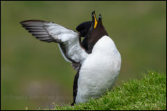 Razorbill (Alca torda)