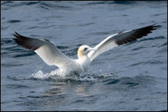 Gannet (Morus bassanus)