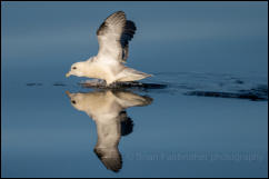 Northern Fulmar (Fulmarus glacialis)