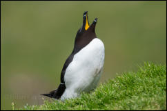 Razorbill (Alca torda)