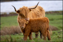 Highland Cattle