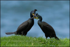 A pair of Shags (Phalacrocorax aristotelis) in a courtship ritual