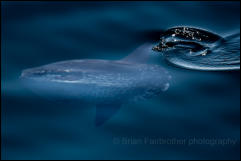 Sunfish (Mola mola) swimming offshore from the Island of Mingulay in the Outer Hebrides.