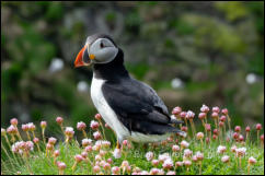  Puffin (Fratercula arctica)