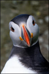  Puffin (Fratercula arctica)