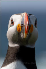  Puffin (Fratercula arctica)