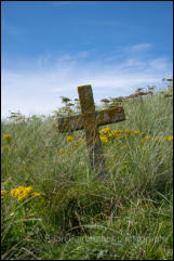 Isle of Mingulay. The overgrown cemetery in the abandoned village.