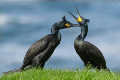 A pair of Shags (Phalacrocorax aristotelis) in a courtship ritual