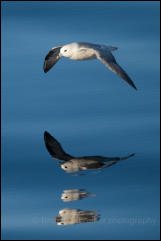 Northern Fulmar (Fulmarus glacialis)