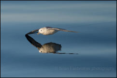 Northern Fulmar (Fulmarus glacialis)